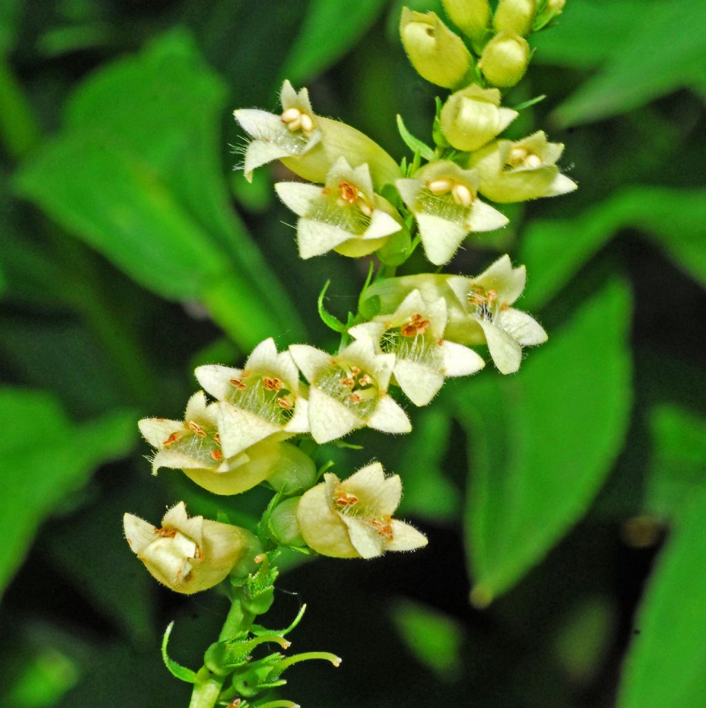 Digitalis lutea (Plantaginaceae)